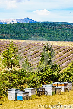 Bee hives at lavender field Stock Photo