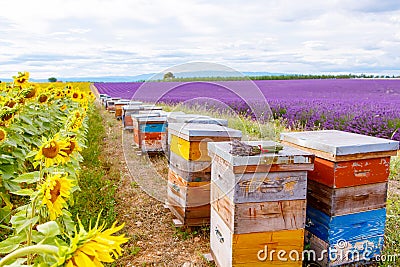 Bee hives on lavender fields, near Valensole, Provence. Stock Photo