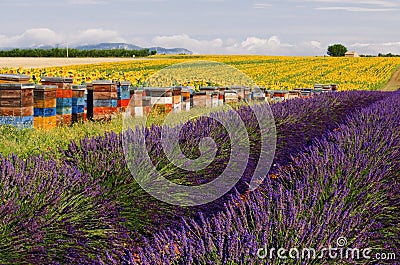Bee Hives lining SunFlower and Lavender Fields on the Plateau De Valensole Stock Photo
