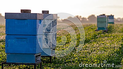 Bee hives for pollination Stock Photo