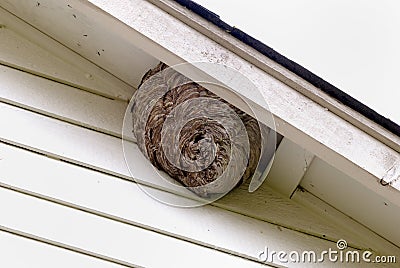 Bee Hives at Residence House Stock Photo