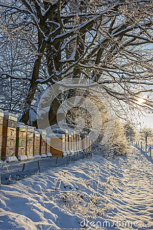 Wooden bee hives in winter - bee breeding Apis mellifera in beautiful winter sunny day Stock Photo