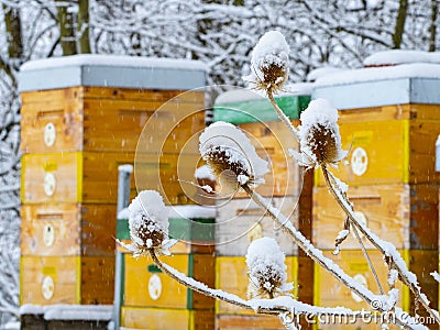 Bee hives in winter time - hives in snow Stock Photo