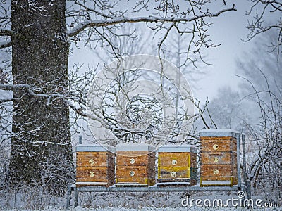 Bee hives in winter time - hives in snow Stock Photo