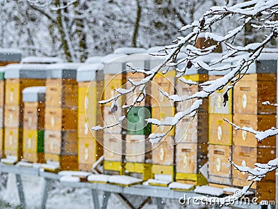 Bee hives in winter time - hives in snow Stock Photo