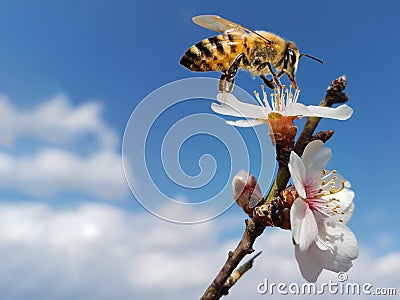 Bee honey almond almods tree flower background srping isolated blue sky Stock Photo