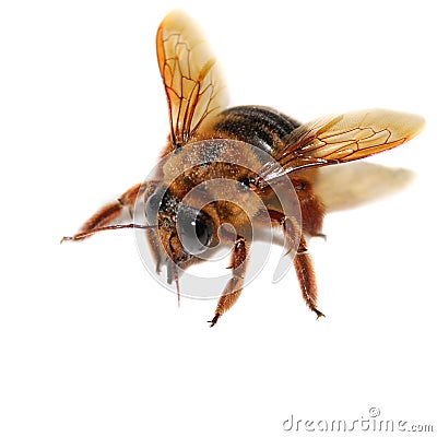 Bee, Honey Bee, Insect Stock Photo