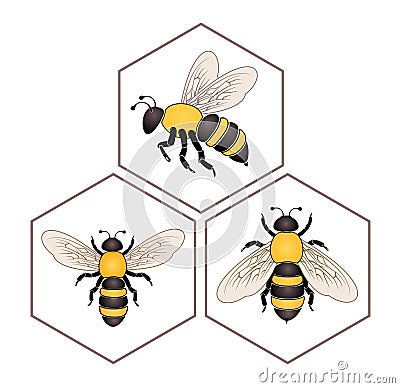 Bee on honey cell Vector Illustration