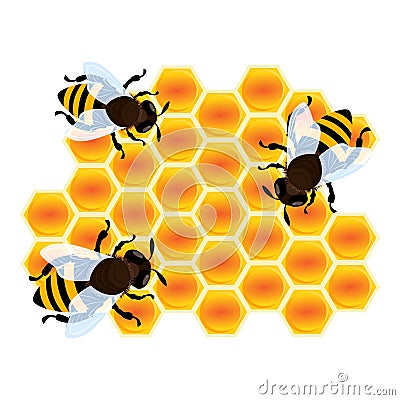 Bee on honey cell icon, cartoon style Vector Illustration