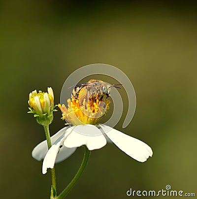 Bee Stock Photo