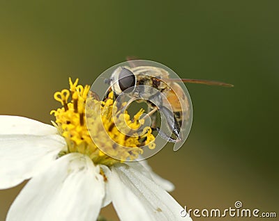 Bee Stock Photo