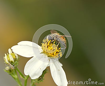 Bee Stock Photo