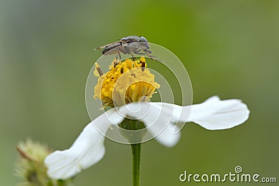 Bee Stock Photo