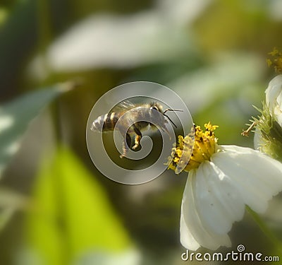 Bee Stock Photo