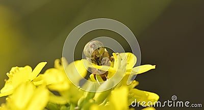 Bee Stock Photo