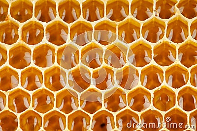 Bee honey in honeycomb macro Stock Photo