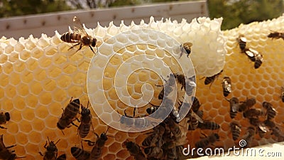 Bee, honeybee, beewax Stock Photo