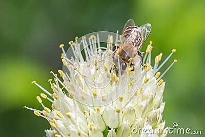 bee or honeybee, european honey bee collecting bee pollen. Bee collecting honey. Breeding bees. Beekeeping Stock Photo