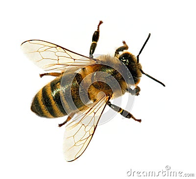 Bee or honeybee or honey bee isolated on the white Stock Photo