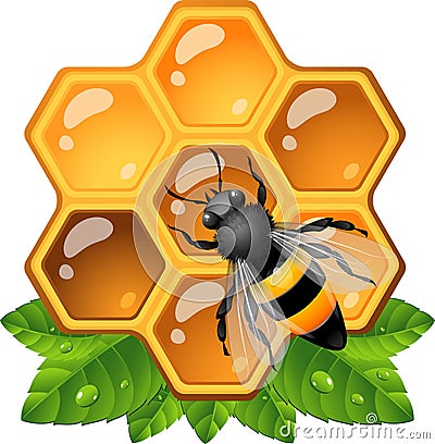 Bee on honeycomb Vector Illustration