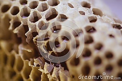 Bee and honeycomb closup and macro shot Stock Photo