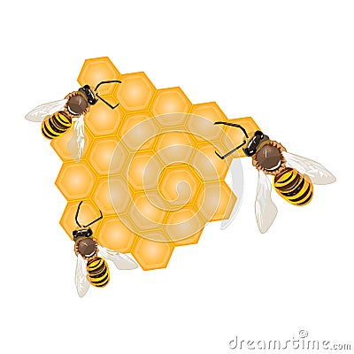 Bee on honeycomb isolated on the white background. Working bees making honey and propolis. Vector Illustration