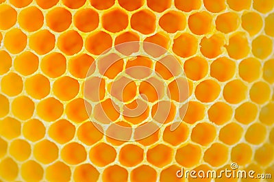 Bee and Honeycomb Stock Photo