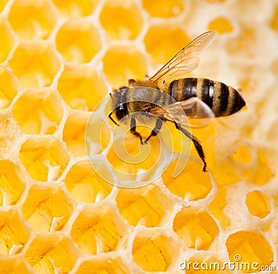 Bee in honeycomb macro shot Stock Photo