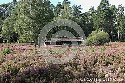 Bee house in the LÃ¼neburg heath nature reserve. Stock Photo