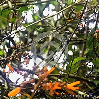 Bee hummingbird, zunzuncito or Helena hummingbird - Peninsula de Zapata / Zapata S Stock Photo