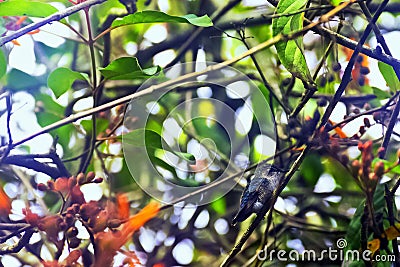 Bee hummingbird, zunzuncito or Helena hummingbird Stock Photo