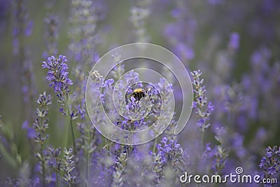 Bee on blue lavanda in summer Stock Photo