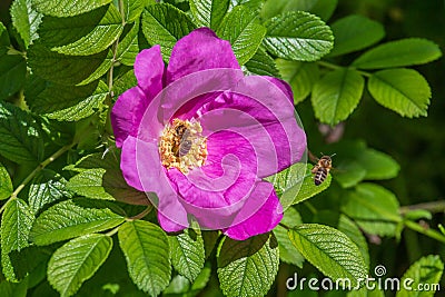 Bee inside dog rose blossoming Stock Photo