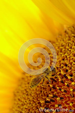 Bee inside of a sunflower Stock Photo