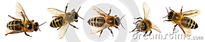 Bee isolated, Set five bees or honeybees Apis Mellifera Stock Photo