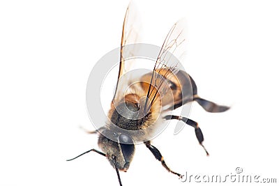 Bee Stock Photo