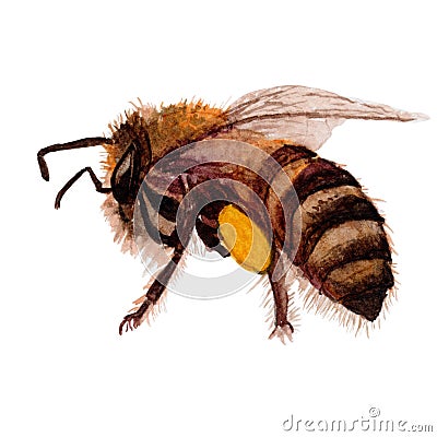 Bee isolated on white background .Bee Hand painted Watercolor illustrations. Cartoon Illustration