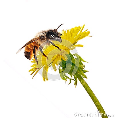 Bee on isolated yellow dandelion Stock Photo