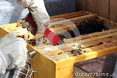 Bee keeper and hive Stock Photo
