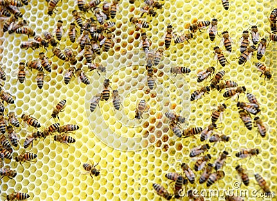 Bee keeper looking at frames of honey bee hive. Stock Photo