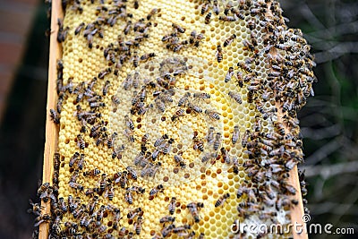 Bee keeper looking at frames of honey bee hive. Stock Photo