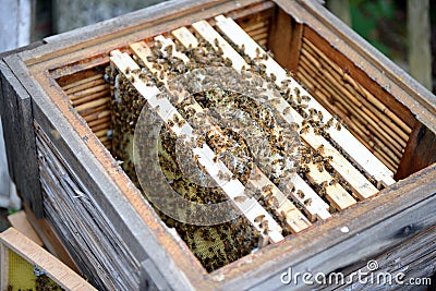 Bee keeper looking at frames of honey bee hive. Stock Photo