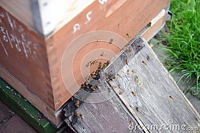 Bee keeper looking at frames of honey bee hive. Stock Photo