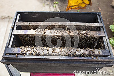 Bee keeper and product of honey. Stock Photo