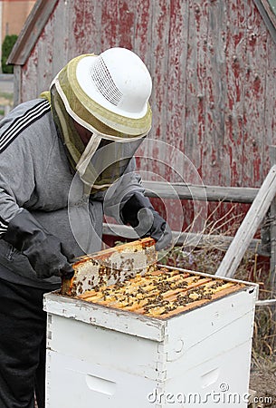 A bee keeper harvesting honey from a hive. Editorial Stock Photo