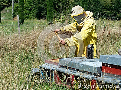 Bee-keeper at work - checking hives. Smoker to han Stock Photo