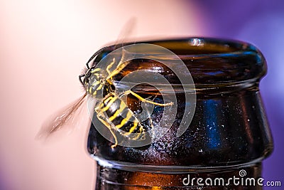 Bee Stock Photo