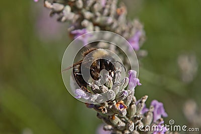 Bee on a lavender flower Stock Photo