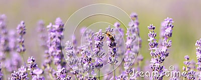 A bee on a lavender flower close-up. A honey bee pollinates lavender flowers Stock Photo