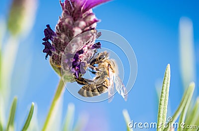 Bee on lavender flower Stock Photo